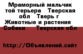 Мраморный мальчик той-терьера - Тверская обл., Тверь г. Животные и растения » Собаки   . Тверская обл.